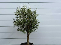 Olijfboom florida - olea europaea - ca. 25 jaar oud - hoogte ca. 170 cm - afbeelding 2 van  2