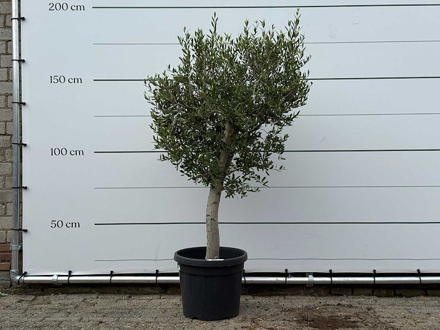 Olijfboom florida - olea europaea - ca. 25 jaar oud - hoogte ca. 170 cm - afbeelding 1 van  2