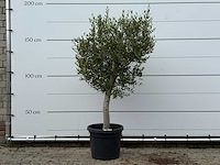 Olijfboom florida - olea europaea - ca. 25 jaar oud - hoogte ca. 170 cm - afbeelding 1 van  2