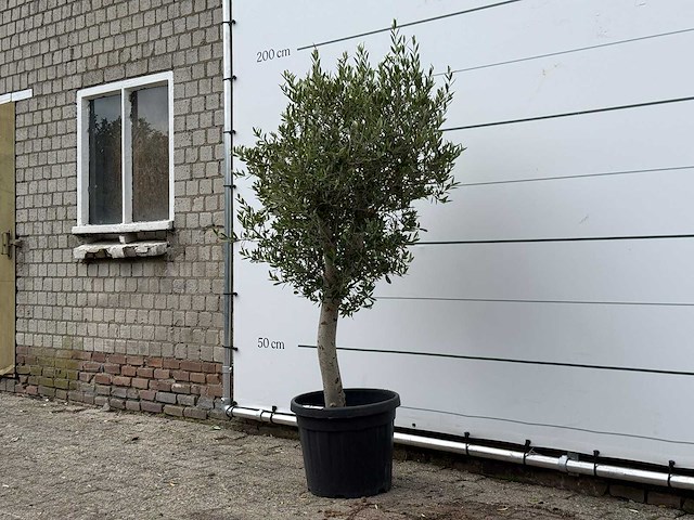 Olijfboom florida - olea europaea - ca. 25 jaar oud - hoogte ca. 170 cm - afbeelding 2 van  2