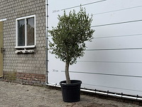 Olijfboom florida - olea europaea - ca. 25 jaar oud - hoogte ca. 170 cm - afbeelding 2 van  2