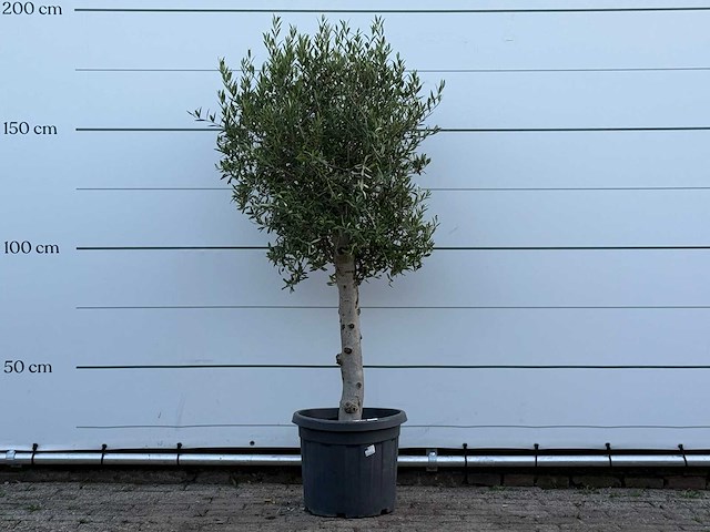 Olijfboom florida - olea europaea - ca. 25 jaar oud - hoogte ca. 170 cm - afbeelding 1 van  3
