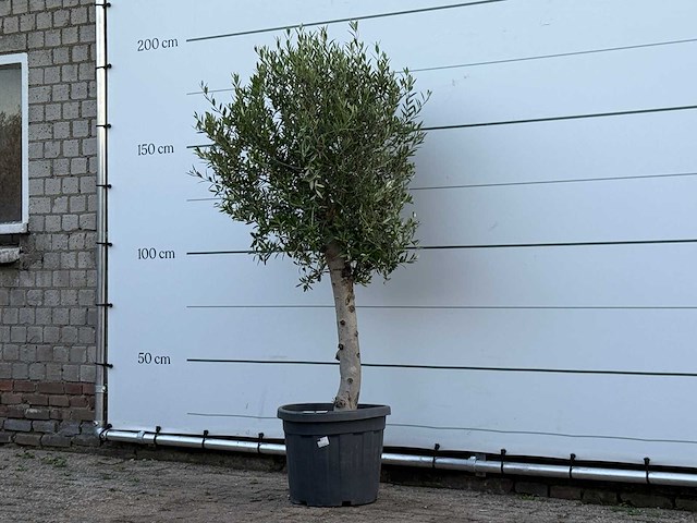 Olijfboom florida - olea europaea - ca. 25 jaar oud - hoogte ca. 170 cm - afbeelding 2 van  3