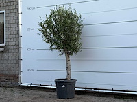 Olijfboom florida - olea europaea - ca. 25 jaar oud - hoogte ca. 170 cm - afbeelding 2 van  3