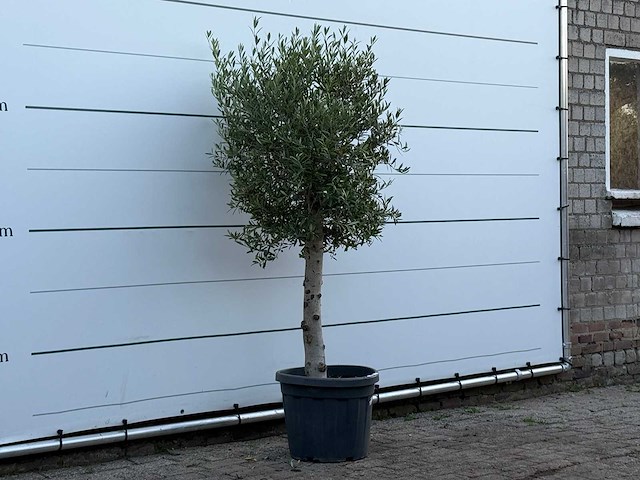 Olijfboom florida - olea europaea - ca. 25 jaar oud - hoogte ca. 170 cm - afbeelding 3 van  3