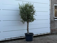 Olijfboom florida - olea europaea - ca. 25 jaar oud - hoogte ca. 170 cm - afbeelding 3 van  3