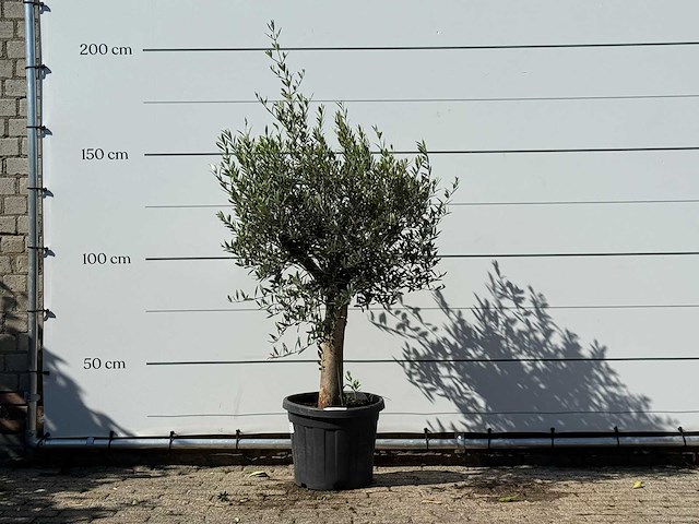 Olijfboom florida - olea europaea - ca. 25 jaar oud - hoogte ca. 170 cm - afbeelding 1 van  3