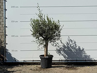 Olijfboom florida - olea europaea - ca. 25 jaar oud - hoogte ca. 170 cm - afbeelding 1 van  3