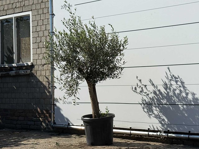 Olijfboom florida - olea europaea - ca. 25 jaar oud - hoogte ca. 170 cm - afbeelding 2 van  3