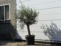Olijfboom florida - olea europaea - ca. 25 jaar oud - hoogte ca. 170 cm - afbeelding 2 van  3