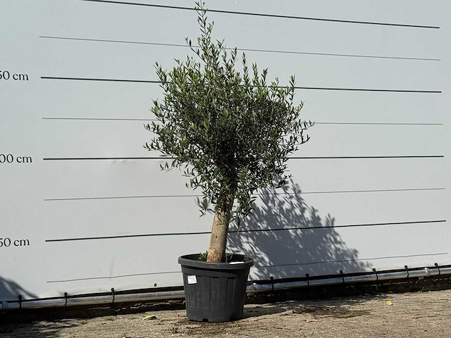 Olijfboom florida - olea europaea - ca. 25 jaar oud - hoogte ca. 170 cm - afbeelding 3 van  3