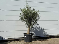 Olijfboom florida - olea europaea - ca. 25 jaar oud - hoogte ca. 170 cm - afbeelding 3 van  3