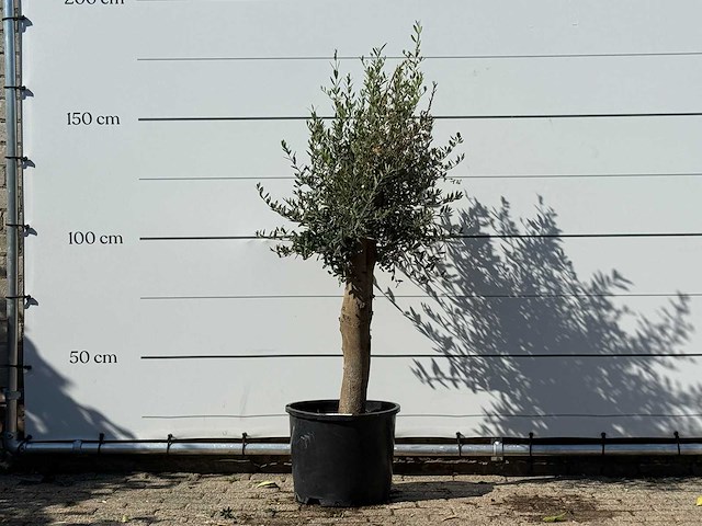 Olijfboom florida - olea europaea - ca. 25 jaar oud - hoogte ca. 170 cm - afbeelding 1 van  3