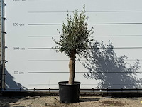 Olijfboom florida - olea europaea - ca. 25 jaar oud - hoogte ca. 170 cm - afbeelding 1 van  3