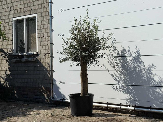Olijfboom florida - olea europaea - ca. 25 jaar oud - hoogte ca. 170 cm - afbeelding 2 van  3