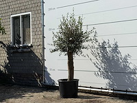 Olijfboom florida - olea europaea - ca. 25 jaar oud - hoogte ca. 170 cm - afbeelding 2 van  3