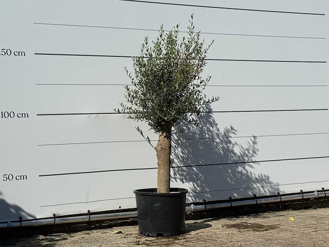 Olijfboom florida - olea europaea - ca. 25 jaar oud - hoogte ca. 170 cm - afbeelding 3 van  3