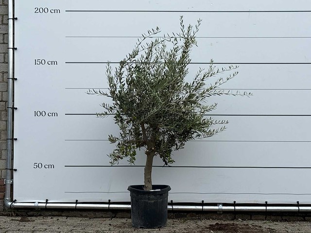 Olijfboom florida - olea europaea - ca. 25 jaar oud - hoogte ca. 170 cm - afbeelding 1 van  3