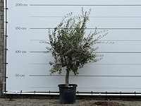 Olijfboom florida - olea europaea - ca. 25 jaar oud - hoogte ca. 170 cm - afbeelding 1 van  3