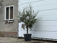 Olijfboom florida - olea europaea - ca. 25 jaar oud - hoogte ca. 170 cm - afbeelding 2 van  3