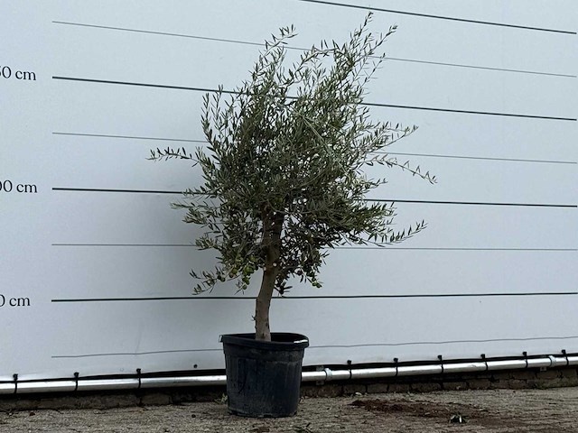 Olijfboom florida - olea europaea - ca. 25 jaar oud - hoogte ca. 170 cm - afbeelding 3 van  3