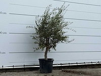 Olijfboom florida - olea europaea - ca. 25 jaar oud - hoogte ca. 170 cm - afbeelding 3 van  3