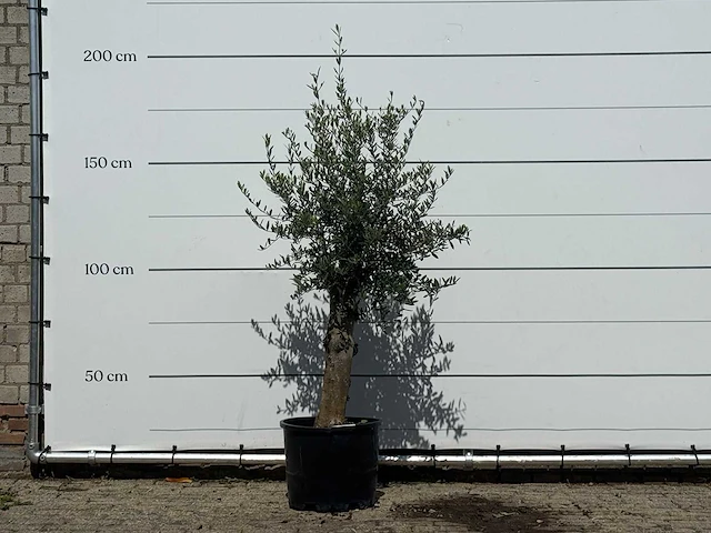 Olijfboom florida - olea europaea - ca. 25 jaar oud - hoogte ca. 170 cm - afbeelding 1 van  3