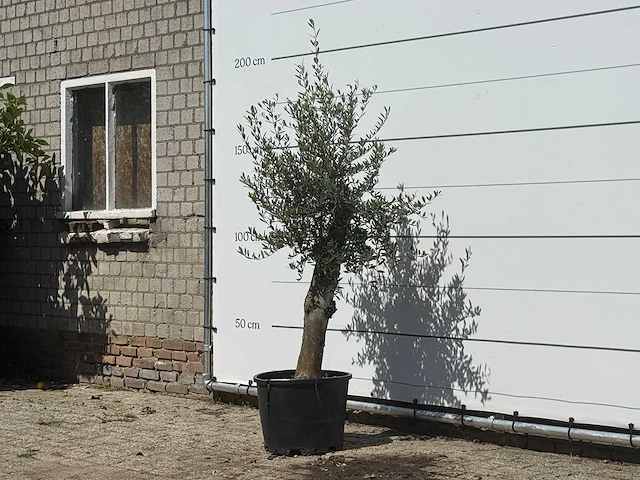 Olijfboom florida - olea europaea - ca. 25 jaar oud - hoogte ca. 170 cm - afbeelding 2 van  3