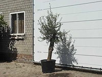 Olijfboom florida - olea europaea - ca. 25 jaar oud - hoogte ca. 170 cm - afbeelding 2 van  3