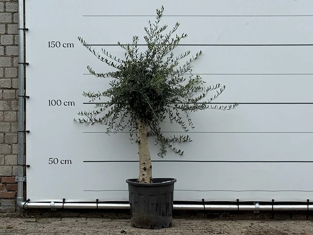 Olijfboom florida - olea europaea - ca. 25 jaar oud - hoogte ca. 170 cm - afbeelding 1 van  3