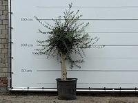 Olijfboom florida - olea europaea - ca. 25 jaar oud - hoogte ca. 170 cm