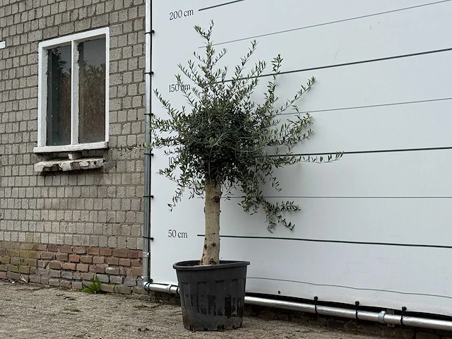 Olijfboom florida - olea europaea - ca. 25 jaar oud - hoogte ca. 170 cm - afbeelding 2 van  3