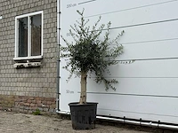 Olijfboom florida - olea europaea - ca. 25 jaar oud - hoogte ca. 170 cm - afbeelding 2 van  3