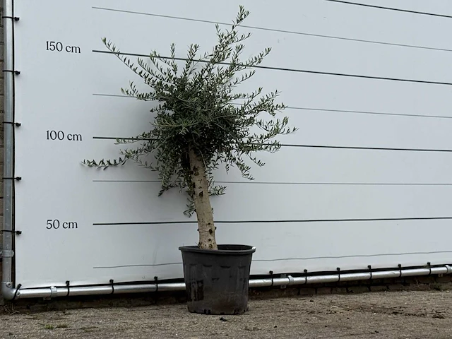 Olijfboom florida - olea europaea - ca. 25 jaar oud - hoogte ca. 170 cm - afbeelding 3 van  3
