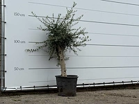 Olijfboom florida - olea europaea - ca. 25 jaar oud - hoogte ca. 170 cm - afbeelding 3 van  3