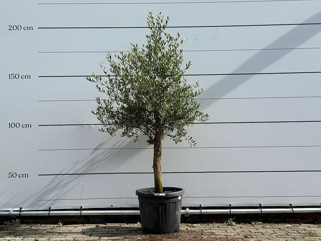 Olijfboom florida - olea europaea - ca. 25 jaar oud - hoogte ca. 180 cm - afbeelding 1 van  5