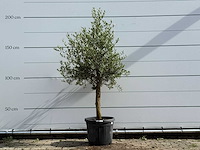 Olijfboom florida - olea europaea - ca. 25 jaar oud - hoogte ca. 180 cm - afbeelding 1 van  5