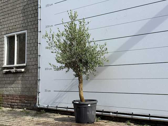 Olijfboom florida - olea europaea - ca. 25 jaar oud - hoogte ca. 180 cm - afbeelding 2 van  5