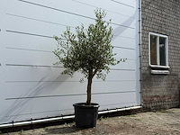 Olijfboom florida - olea europaea - ca. 25 jaar oud - hoogte ca. 180 cm - afbeelding 3 van  5