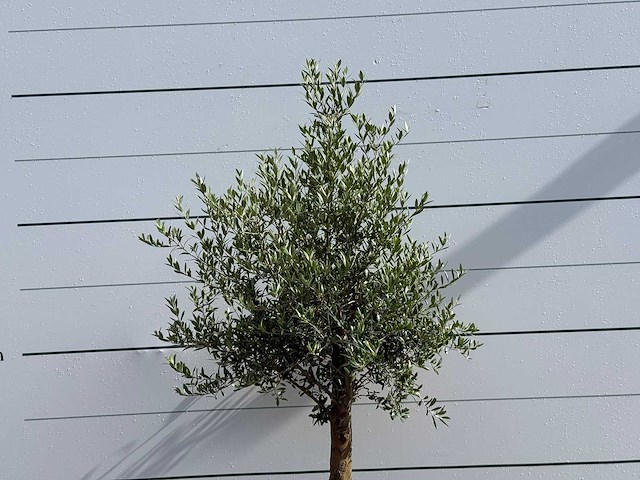 Olijfboom florida - olea europaea - ca. 25 jaar oud - hoogte ca. 180 cm - afbeelding 4 van  5