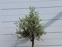 Olijfboom florida - olea europaea - ca. 25 jaar oud - hoogte ca. 180 cm - afbeelding 4 van  5