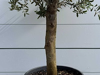 Olijfboom florida - olea europaea - ca. 25 jaar oud - hoogte ca. 180 cm - afbeelding 5 van  5