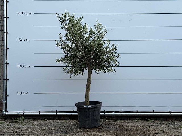 Olijfboom florida - olea europaea - ca. 25 jaar oud - hoogte ca. 180 cm - afbeelding 1 van  5