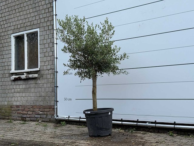 Olijfboom florida - olea europaea - ca. 25 jaar oud - hoogte ca. 180 cm - afbeelding 2 van  5