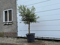 Olijfboom florida - olea europaea - ca. 25 jaar oud - hoogte ca. 180 cm - afbeelding 2 van  5