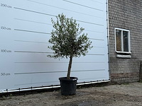 Olijfboom florida - olea europaea - ca. 25 jaar oud - hoogte ca. 180 cm - afbeelding 3 van  5