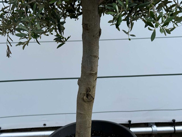 Olijfboom florida - olea europaea - ca. 25 jaar oud - hoogte ca. 180 cm - afbeelding 4 van  5