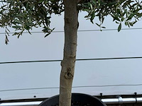 Olijfboom florida - olea europaea - ca. 25 jaar oud - hoogte ca. 180 cm - afbeelding 4 van  5