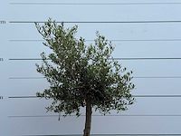Olijfboom florida - olea europaea - ca. 25 jaar oud - hoogte ca. 180 cm - afbeelding 5 van  5