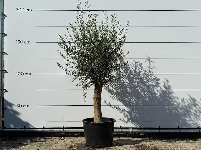 Olijfboom florida - olea europaea - ca. 25 jaar oud - hoogte ca. 180 cm - afbeelding 1 van  3